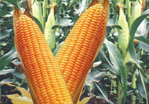 Семена кукурузы Росс 199