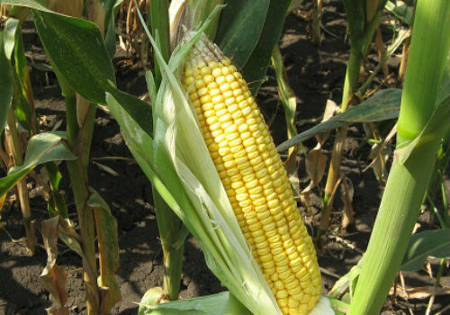 Семена кукурузы Краснодарский 194